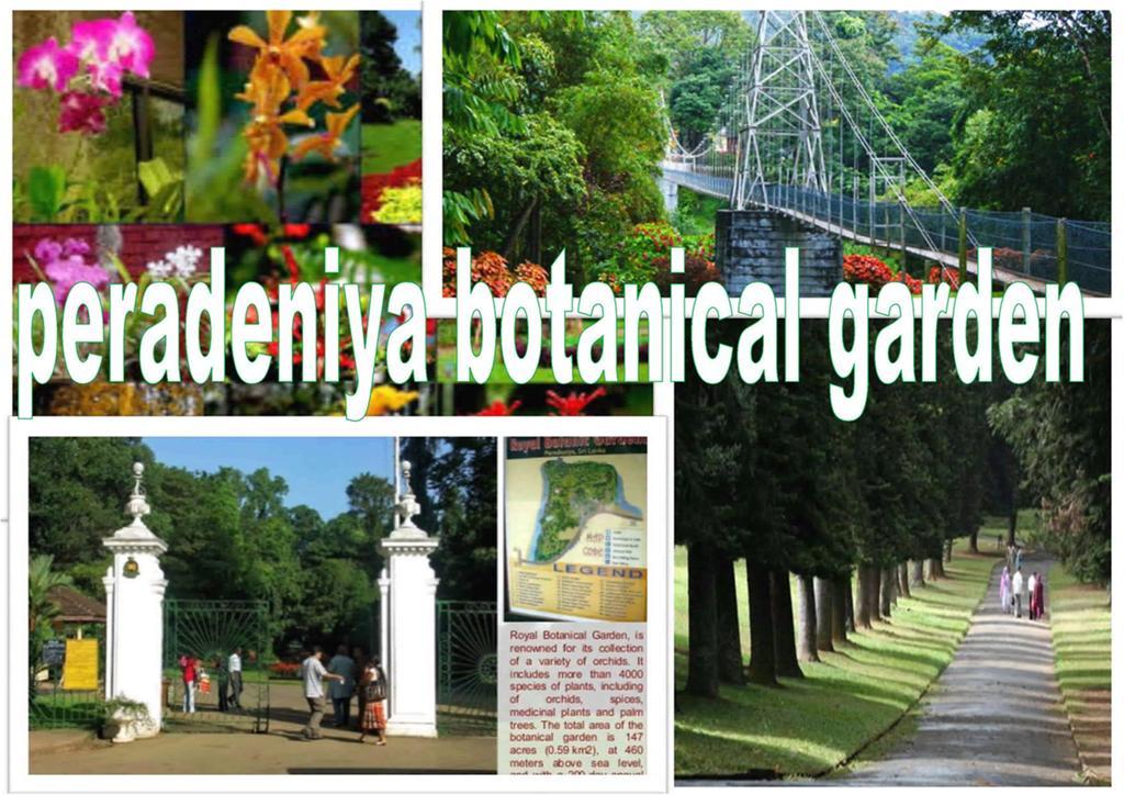 Greenwood Kandy Homestay Екстер'єр фото